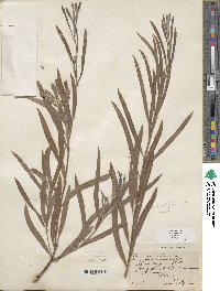 Salix exigua image