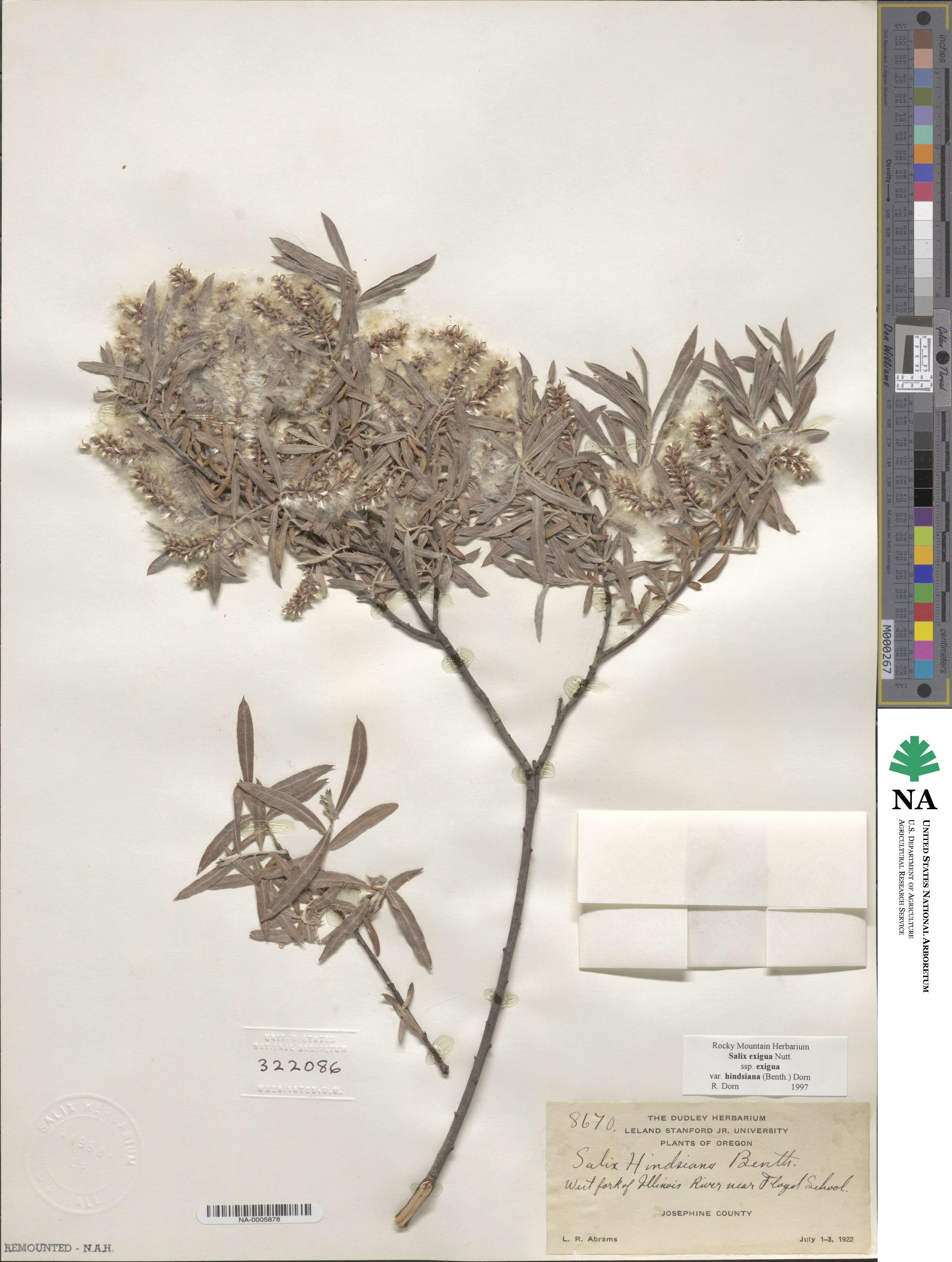 Salix interior image