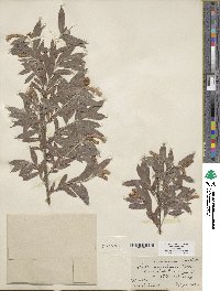 Salix sessilifolia image