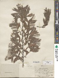 Salix sessilifolia image