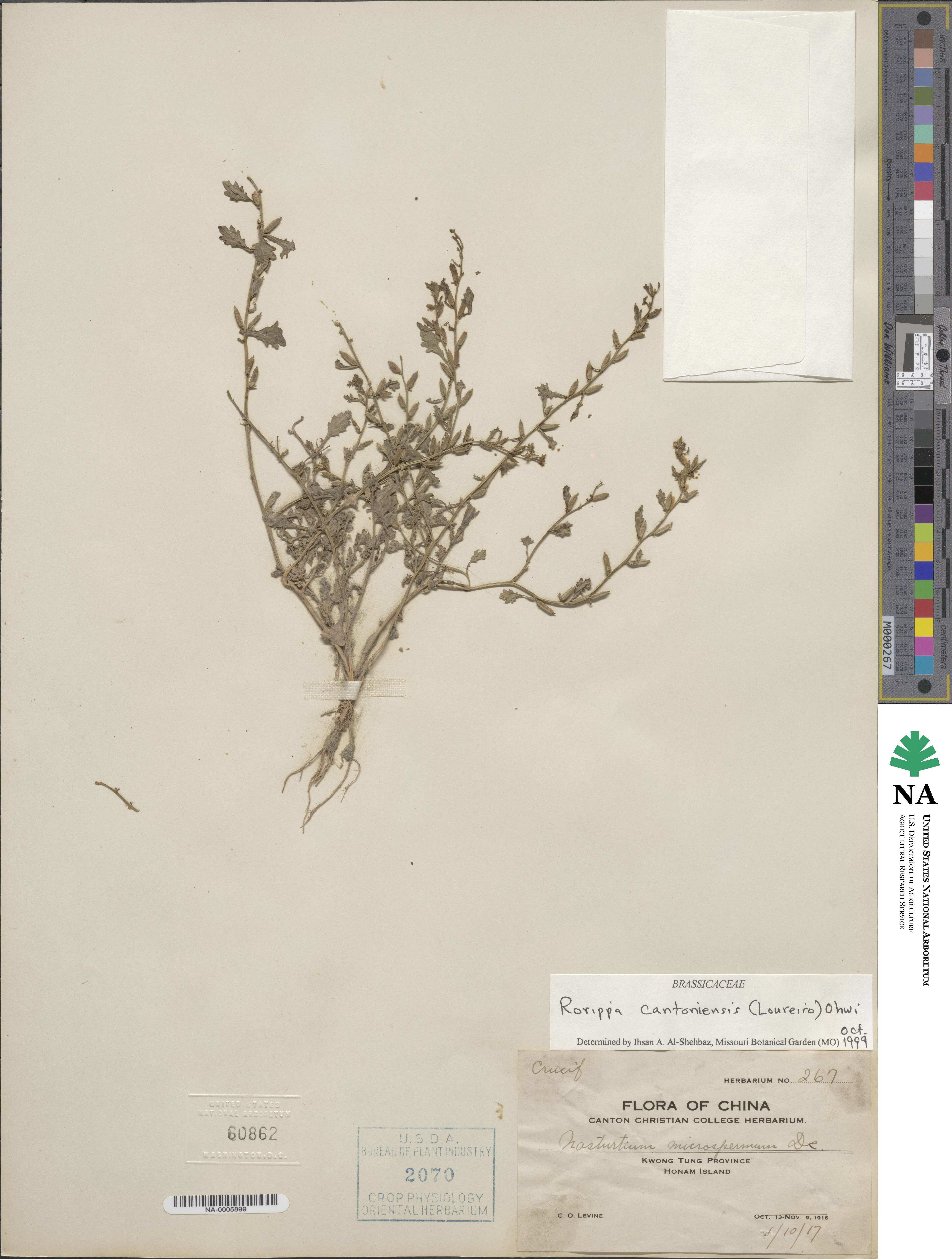 Rorippa cantoniensis image
