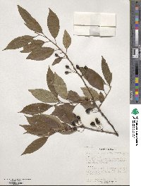 Prunus itosakura image