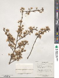 Prunus itosakura image