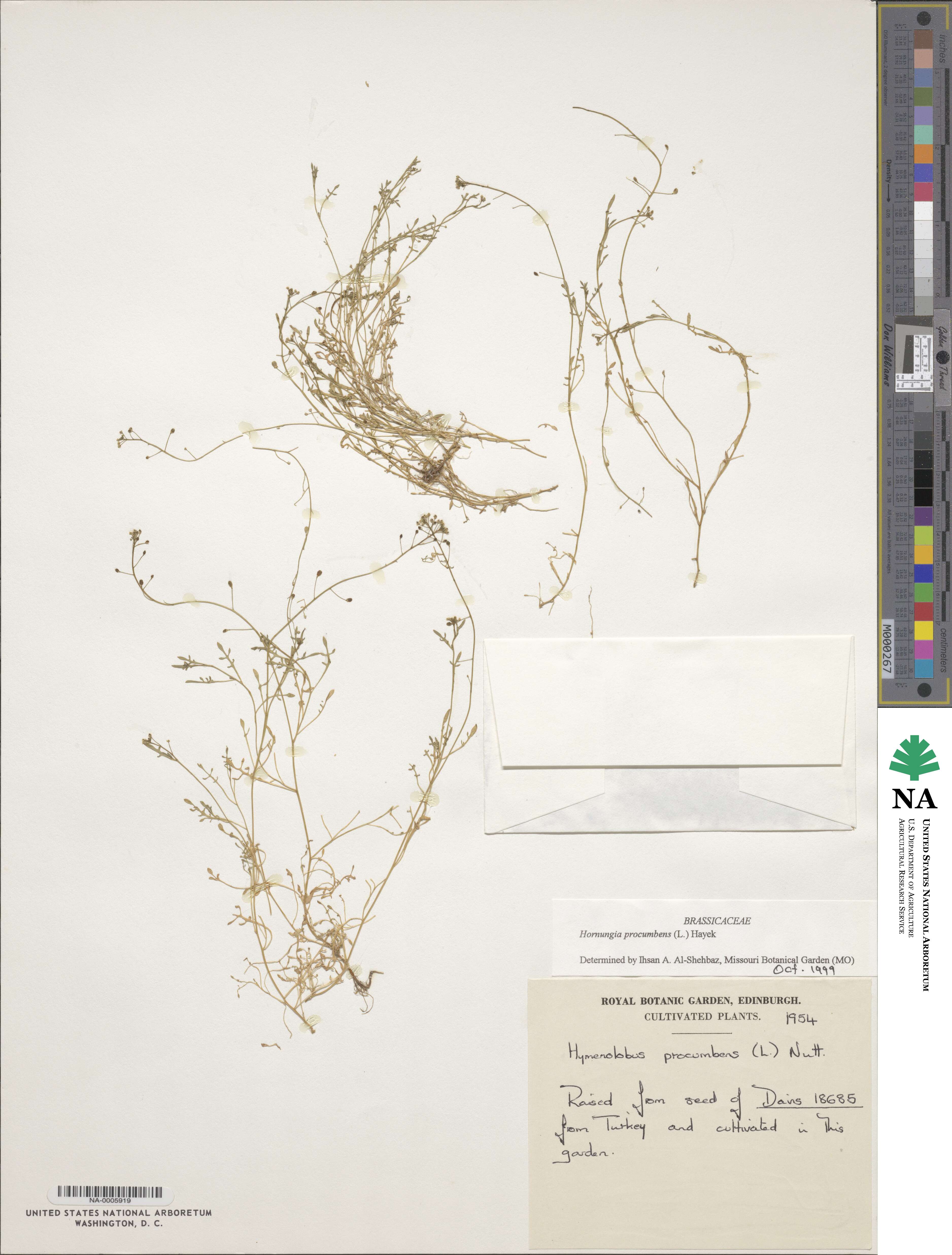Hornungia procumbens image