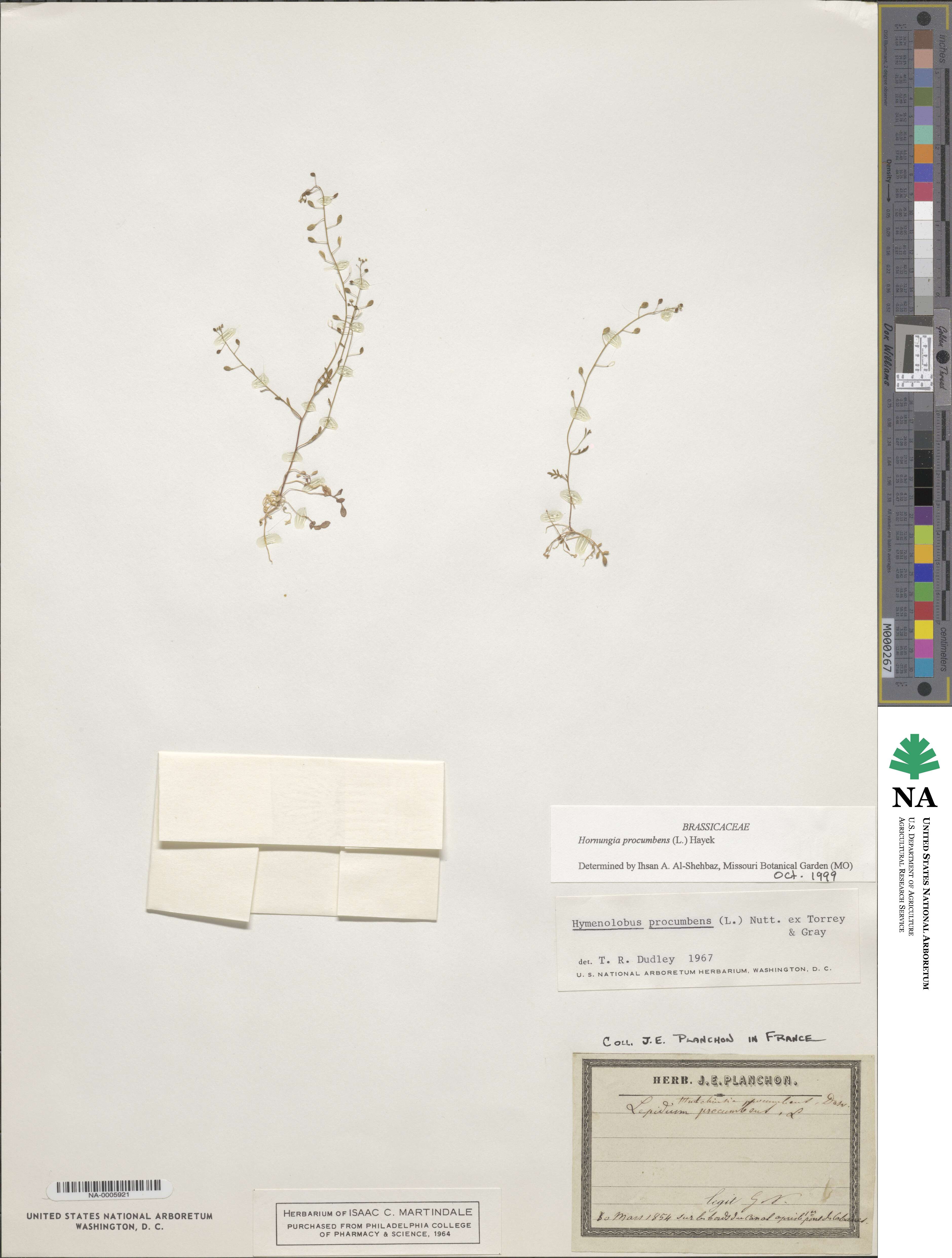 Hornungia procumbens image