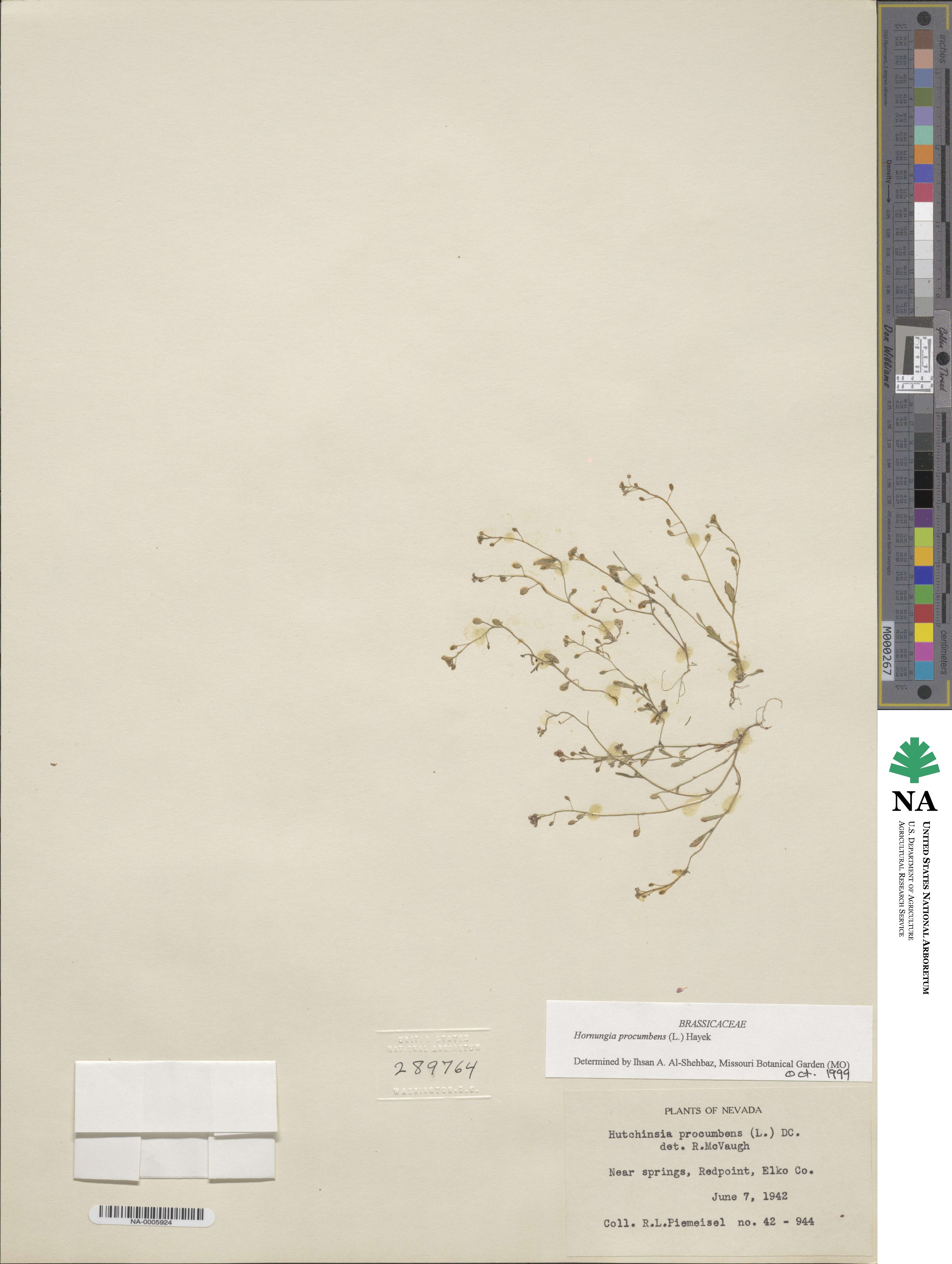 Hornungia procumbens image