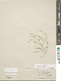 Hornungia procumbens image