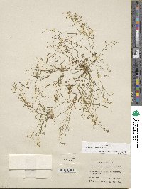 Hornungia procumbens image