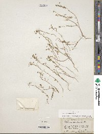 Hornungia procumbens image