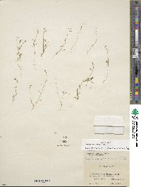 Hornungia procumbens image