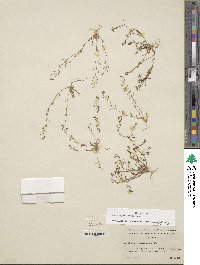 Hornungia procumbens image