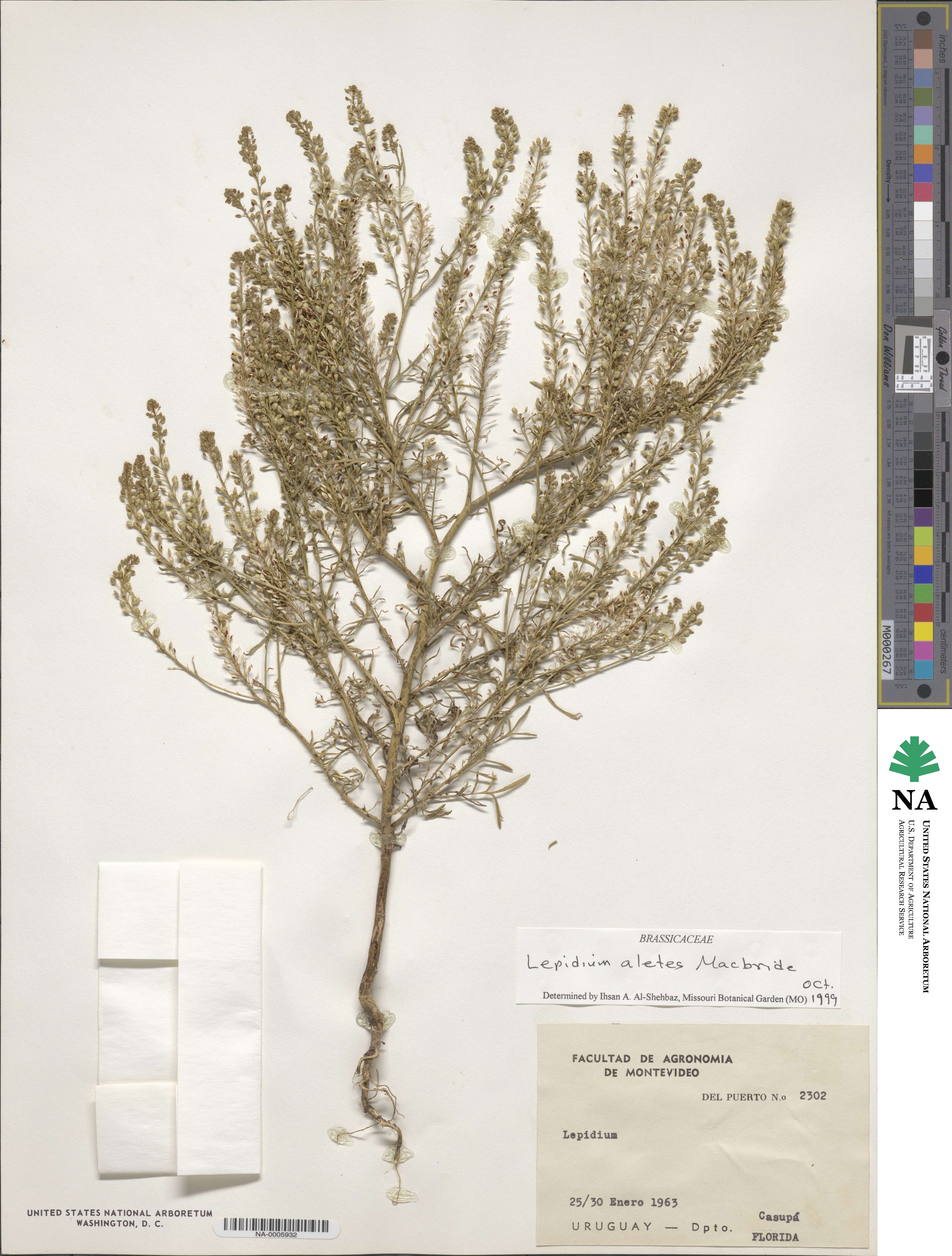 Lepidium auriculatum image