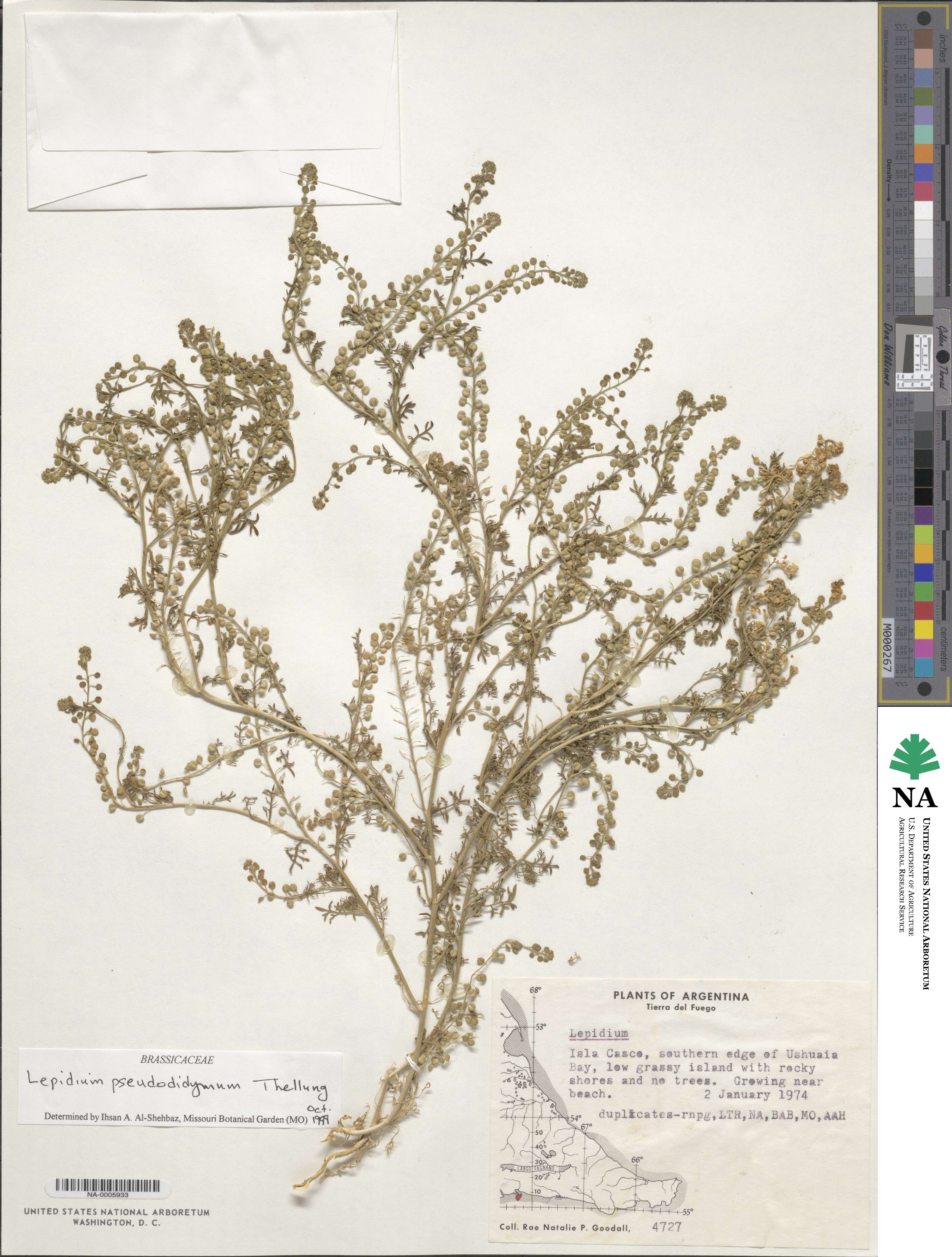 Lepidium pseudodidymum image