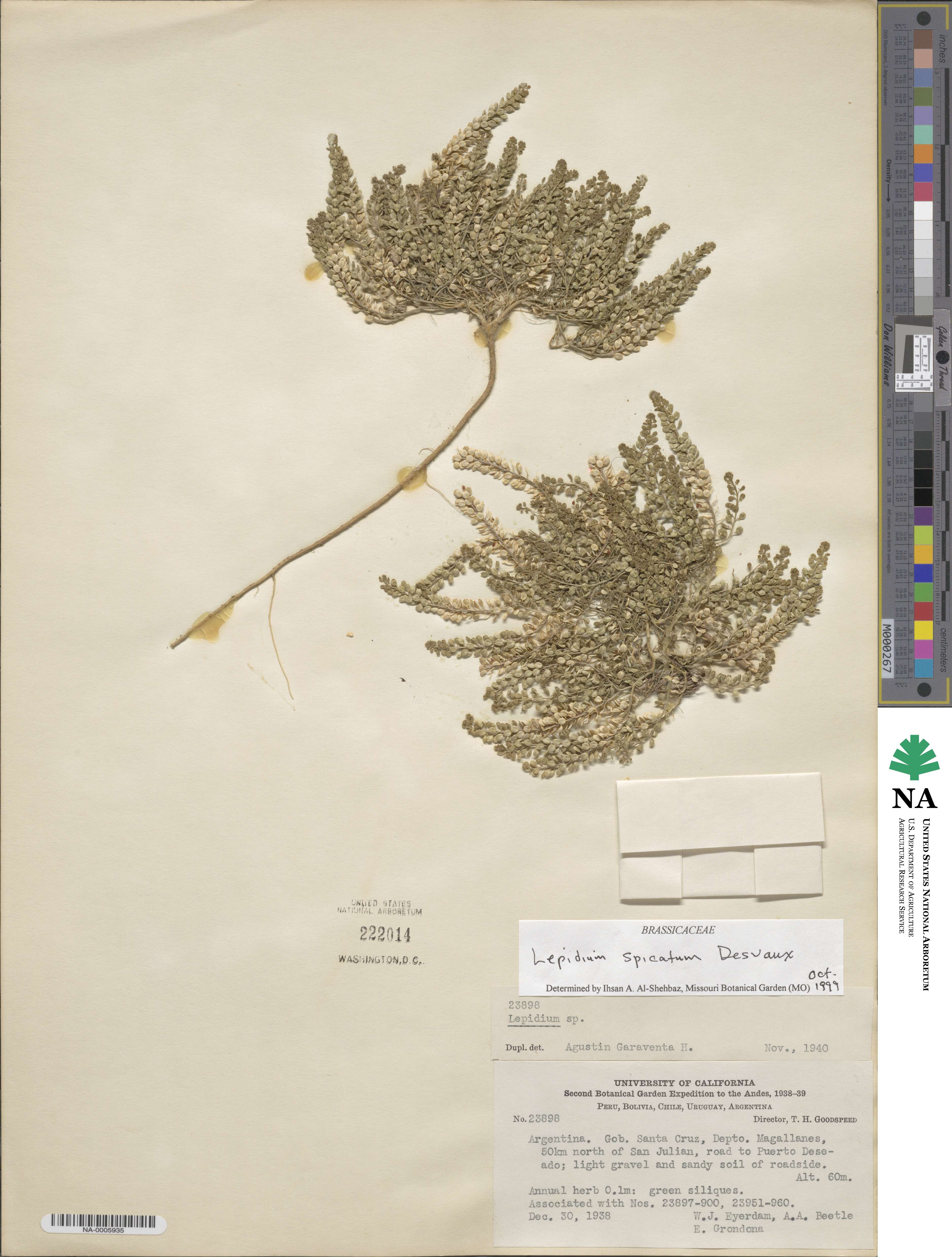 Lepidium spicatum image