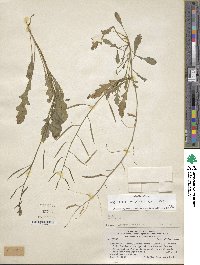 Diplotaxis muralis image