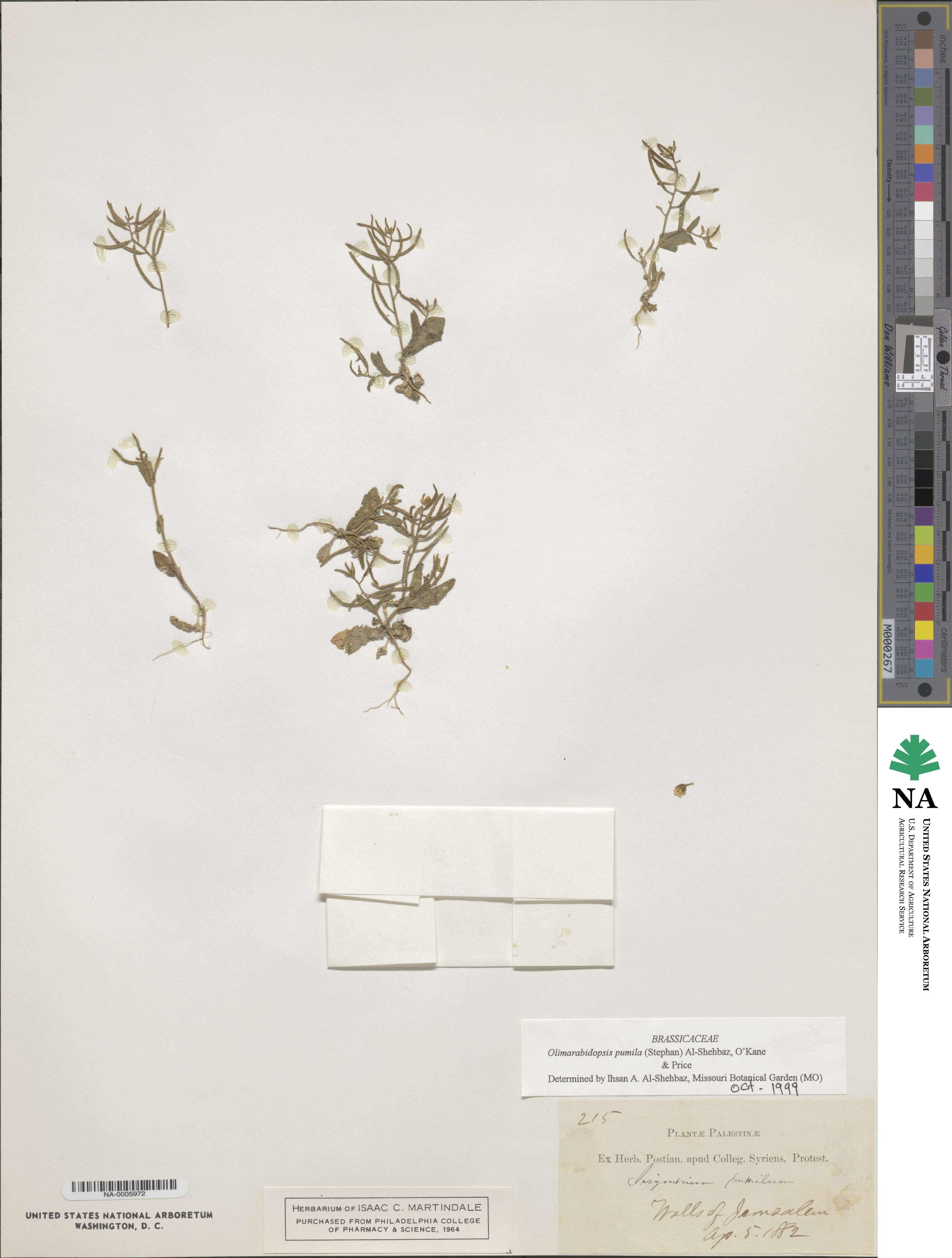 Sisymbrium pumilum image