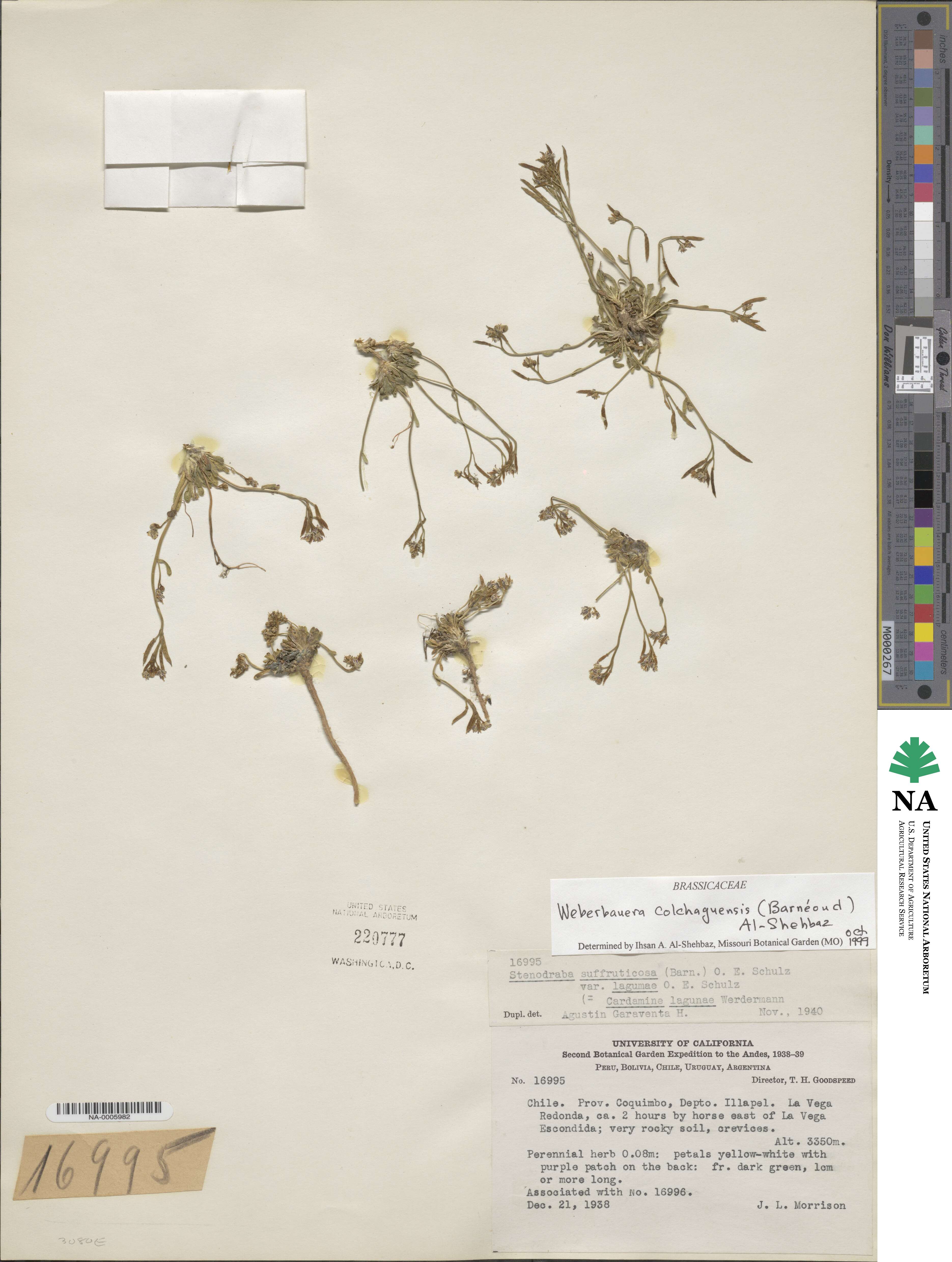 Stenodraba colchaguensis image