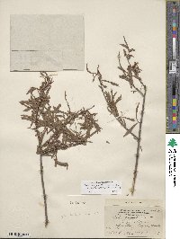 Salix exigua image