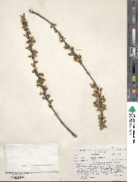 Prunus pumila image