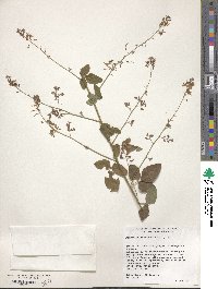 Desmodium marilandicum image