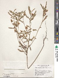 Chamaecrista fasciculata image