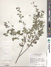 Baptisia tinctoria image