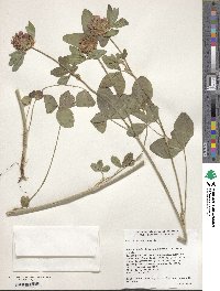 Trifolium pratense image