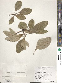 Sassafras albidum image