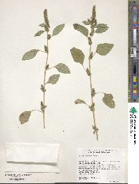 Amaranthus hybridus image