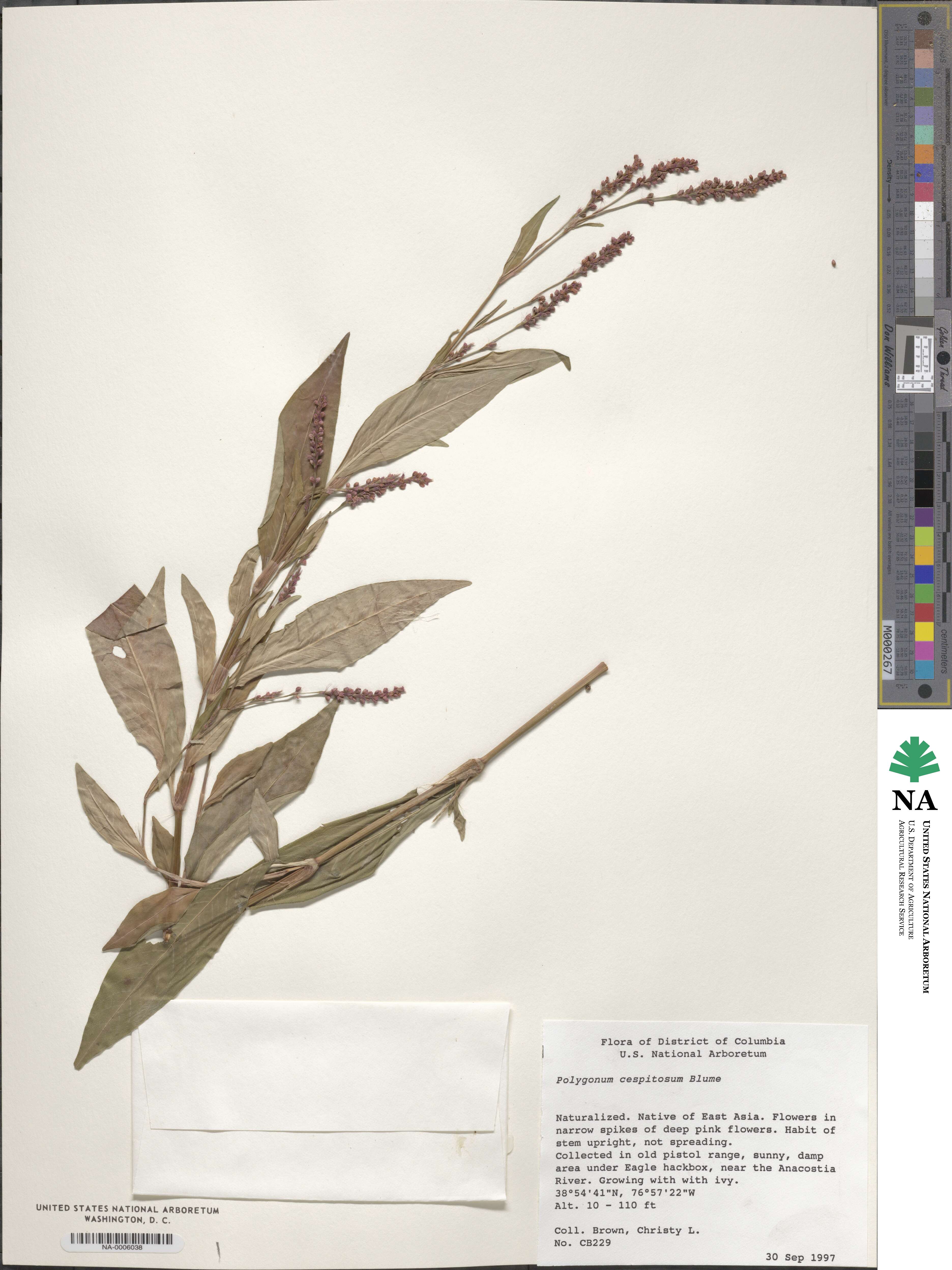 Persicaria posumbu subsp. posumbu image