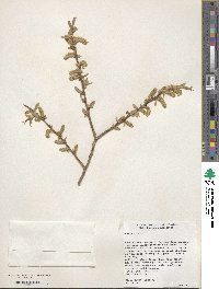 Image of Salix alba