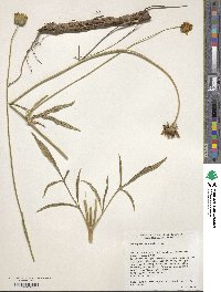 Coreopsis lanceolata image