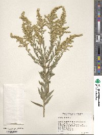 Solidago bicolor image