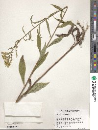 Image of Solidago juncea