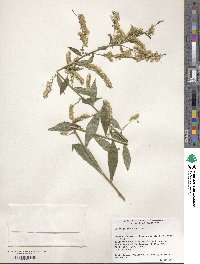 Solidago juncea image