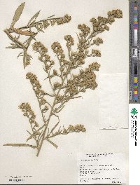 Symphyotrichum pilosum image