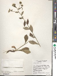 Sericocarpus asteroides image