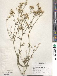 Erigeron strigosus image