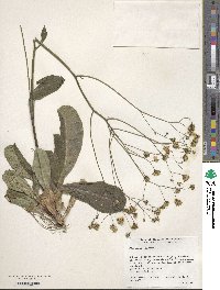 Hieracium venosum image