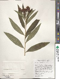 Vernonia noveboracensis image