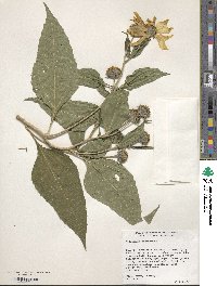 Image of Helianthus tuberosus