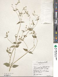 Galinsoga parviflora image