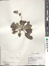 Salvia lyrata image