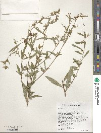 Ludwigia alternifolia image