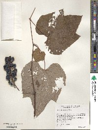 Vitis aestivalis image