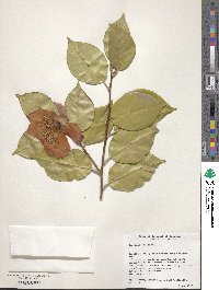 Image of Camellia japonica