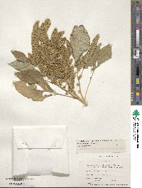 Amaranthus hypochondriacus image