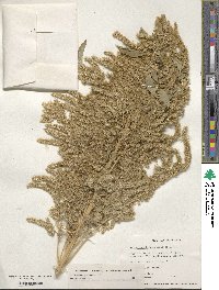 Amaranthus hypochondriacus image