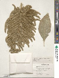 Amaranthus hypochondriacus image