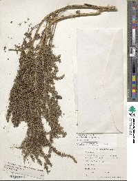 Amaranthus hypochondriacus image